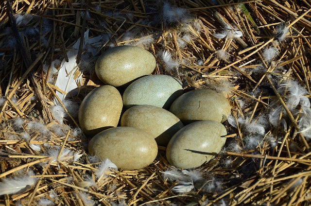 13 04 14_2971.JPG - ABBOTSBURY SWANERY, DORSET - 13.4.14